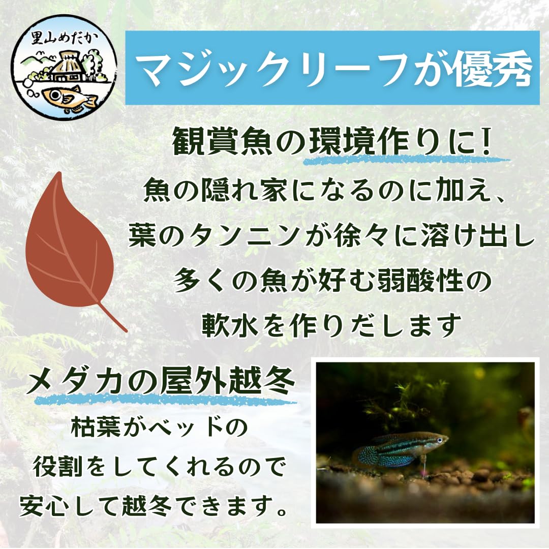 Amazon.co.jp: 里山めだか マジックリーフ モモタマナ 国産 水質改善